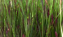 Imperata cylindrica 'Red Baron'