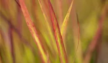 Imperata cylindrica 'Red Baron'