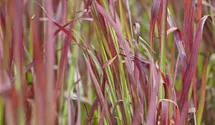Imperata cylindrica 'Red Baron'