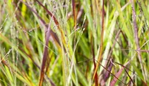 Imperata cylindrica 'Red Baron'