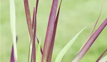 Imperata cylindrica 'Red Baron'