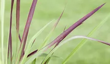 Imperata cylindrica 'Red Baron'