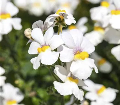 Elfenspiegel Mareto® 'White' Elfenspiegel Mareto® 'White'