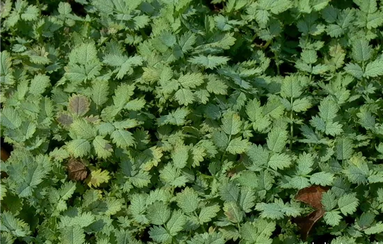 Blaugrünes Stachelnüsschen Blaugrünes Stachelnüsschen