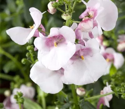 Elfensporn 'Divara® Hellrosa' Elfensporn 'Divara® Hellrosa'