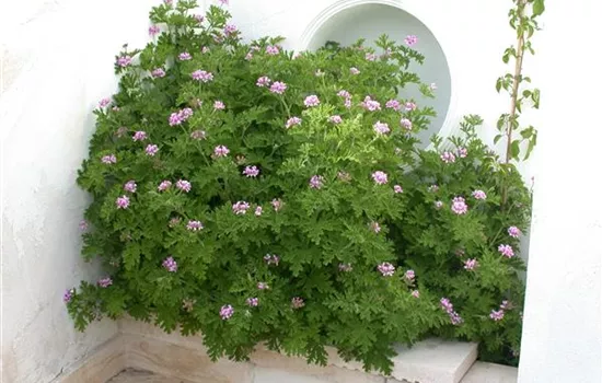 Zitronengeranie 'Mosquito' Zitronengeranie 'Mosquito'