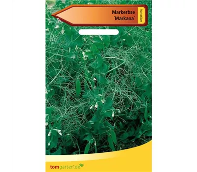 Markerbse 'Markana'
