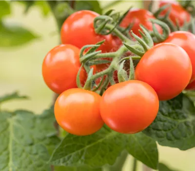 Cherrytomate 'Summerpearls' Cherrytomate 'Summerpearls'