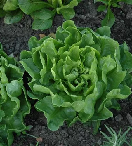 Winterendivie 'Escariol grüner'