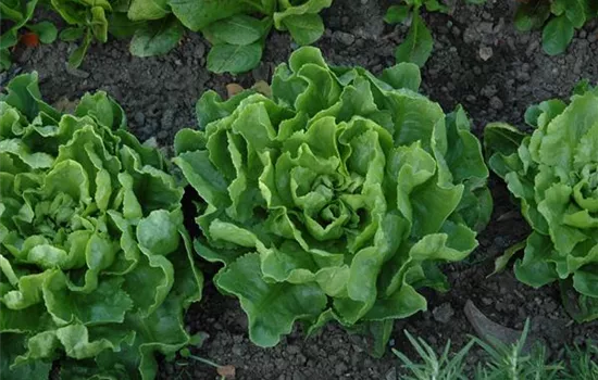 Winterendivie 'Escariol grüner' Winterendivie 'Escariol grüner'