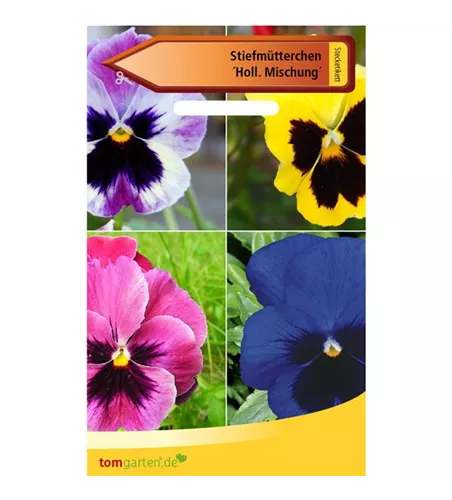 Stiefmütterchen 'Holl. Mischung'