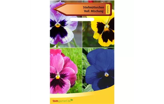 Stiefmütterchen 'Holl. Mischung' Stiefmütterchen 'Holl. Mischung'