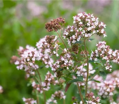 Italienischer Majoran Italienischer Majoran