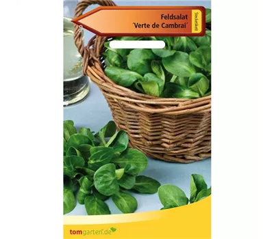 Feldsalat 'Verte de Cambrai' Feldsalat 'Verte de Cambrai'
