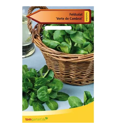 Feldsalat 'Verte de Cambrai'