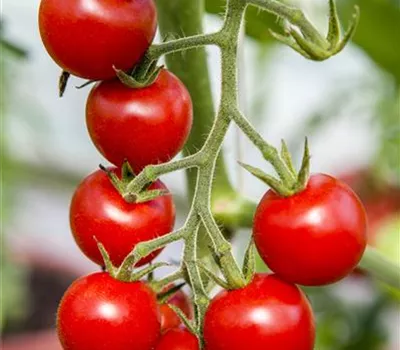 Hängetomate 'Brasil® Red' Hängetomate 'Brasil® Red'