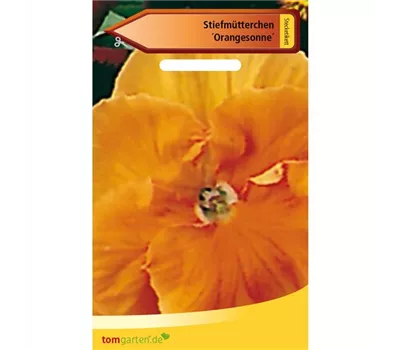 Garten-Stiefmütterchen 'Schweizer Riesen Orange Sonne' Garten-Stiefmütterchen 'Schweizer Riesen Orange Sonne'