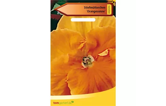 Garten-Stiefmütterchen 'Schweizer Riesen Orange Sonne' Garten-Stiefmütterchen 'Schweizer Riesen Orange Sonne'