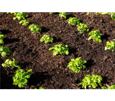Feldsalat 'Vit' Feldsalat 'Vit'