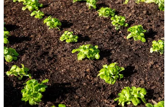 Feldsalat 'Vit' Feldsalat 'Vit'