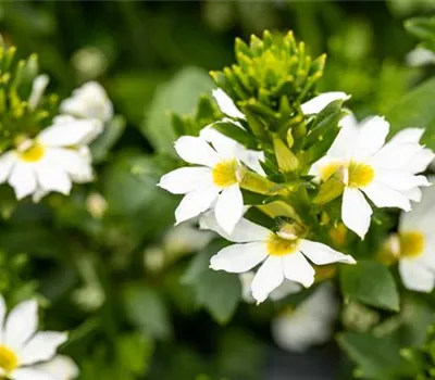 Fächerblume 'Abanico White' Fächerblume 'Abanico White'