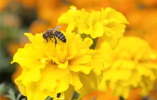 Bienenweide Bienenweide