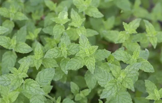 Pfefferminze Pfefferminze