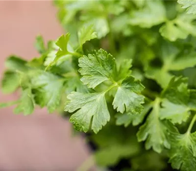 Glattblättrige Petersilie 'Gigante di Napoli' Glattblättrige Petersilie 'Gigante di Napoli'