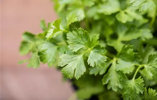 Glattblättrige Petersilie 'Gigante di Napoli' Glattblättrige Petersilie 'Gigante di Napoli'