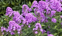 Phlox paniculata