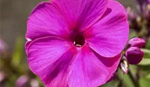 Phlox paniculata