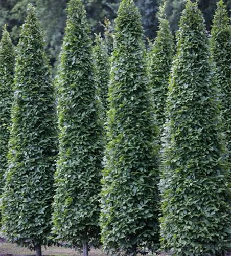Carpinus betulus 'Fastigiata'