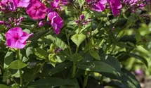 Phlox paniculata