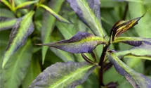 Phlox paniculata
