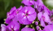Phlox paniculata