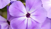 Phlox paniculata