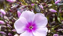 Phlox paniculata