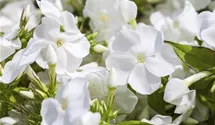 Phlox paniculata