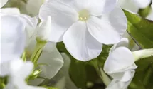 Phlox paniculata