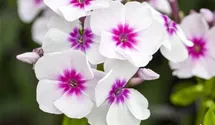 Phlox paniculata