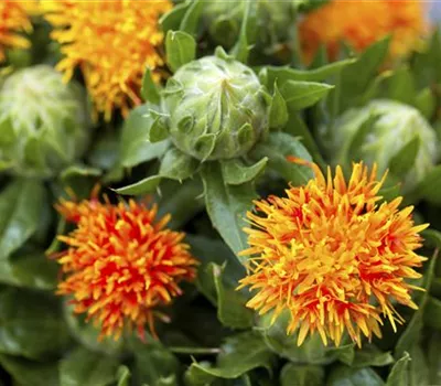 Färberdistel 'Safri' Färberdistel 'Safri'