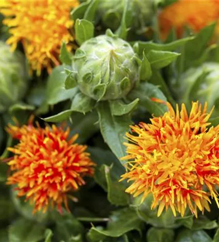 Färberdistel 'Safri'