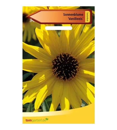 Sonnenblume 'Vanilleeis'