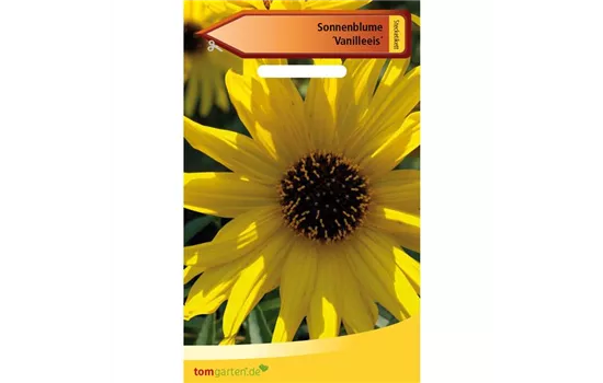 Sonnenblume 'Vanilleeis' Sonnenblume 'Vanilleeis'