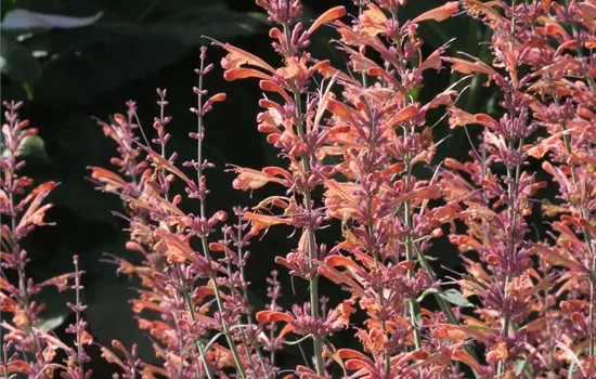 Garten-Duftnessel 'Firebird' Garten-Duftnessel 'Firebird'