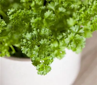 Krause Petersilie 'Mooskrause 2' Krause Petersilie 'Mooskrause 2'