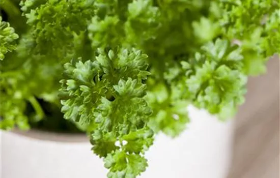 Krause Petersilie 'Mooskrause 2' Krause Petersilie 'Mooskrause 2'