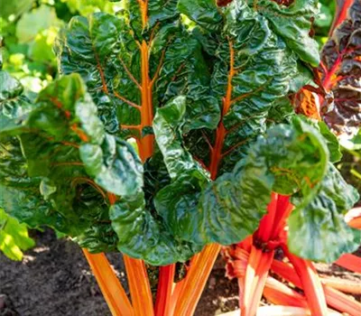 Mangold 'Five Colours' Mangold 'Five Colours'