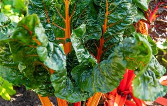 Mangold 'Five Colours' Mangold 'Five Colours'