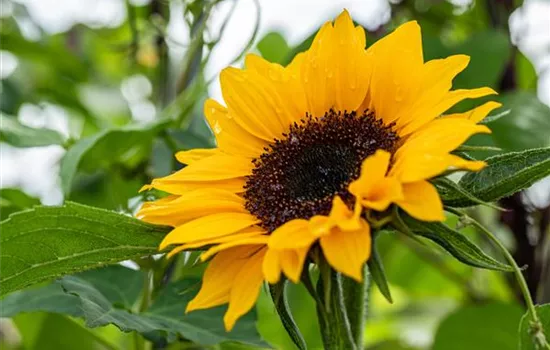 Sonnenblume 'Vincent´s Deep Orange DMR' Sonnenblume 'Vincent´s Deep Orange DMR'